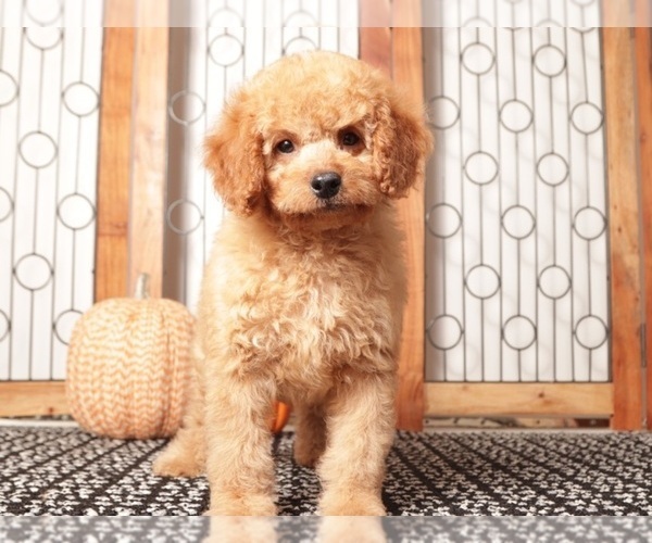 Medium Photo #2 Goldendoodle Puppy For Sale in NAPLES, FL, USA