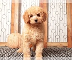 Small #1 Goldendoodle