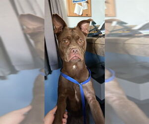 Boxer-Unknown Mix Dogs for adoption in Tallahassee, FL, USA