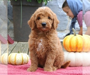 Goldendoodle (Miniature) Puppy for sale in EPHRATA, PA, USA