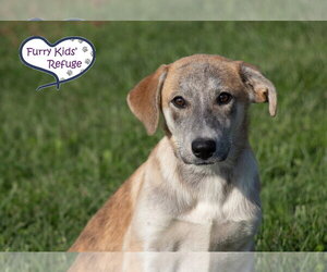 Siberian Husky-Unknown Mix Dogs for adoption in Lee's Summit, MO, USA
