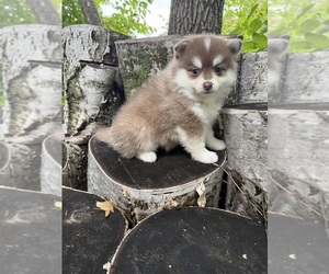 Pomsky Puppy for sale in STAPLES, MN, USA