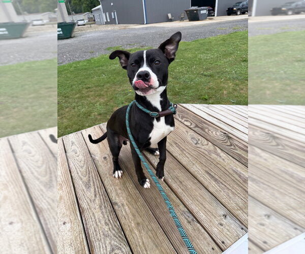 Medium Photo #3 American Staffordshire Terrier-Unknown Mix Puppy For Sale in Pierceton , IN, USA