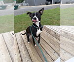 Small #2 American Staffordshire Terrier Mix