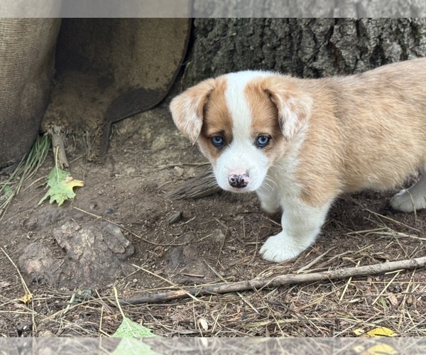 Medium Photo #4 Aussie-Corgi Puppy For Sale in ESPERANCE, NY, USA
