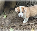 Bramble - Male Aussie-Corgi Puppy for Sale - Photo #4