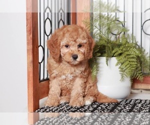 Cavapoo Puppy for sale in NAPLES, FL, USA