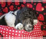 Small Photo #6 Poodle (Standard) Puppy For Sale in EDGEWOOD, NM, USA