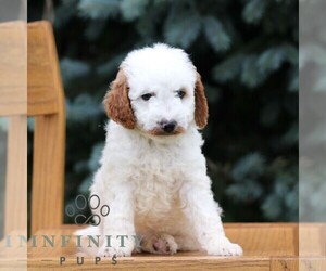 Goldendoodle (Miniature) Puppy for sale in EPHRATA, PA, USA