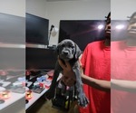Small Photo #3 Cane Corso Puppy For Sale in FLUSHING, MI, USA