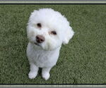 Small #2 Poochon