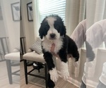 Puppy Blue boy Bernedoodle