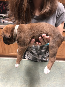 Medium Photo #2 Boxer Puppy For Sale in ELKO, NV, USA