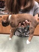 Small Photo #2 Boxer Puppy For Sale in ELKO, NV, USA