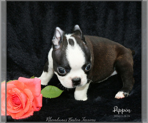 Boston Terrier Puppy for sale in MOSELLE, MS, USA