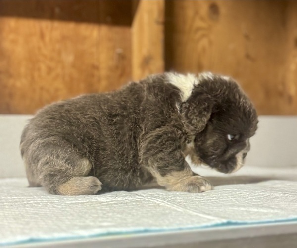 Medium Photo #7 English Bulldog Puppy For Sale in GUILFORD, CT, USA