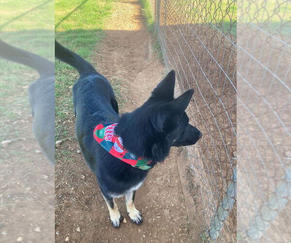 Medium Photo #2 Siberian Husky-Unknown Mix Puppy For Sale in FRAMINGHAM, MA, USA