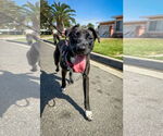 Small #12 Labrador Retriever Mix