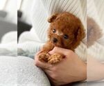 Small Photo #1 Poodle (Toy) Puppy For Sale in VIRGINIA BEACH, VA, USA