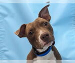 Small #6 American Pit Bull Terrier-Chocolate Labrador retriever Mix