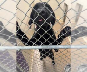 Labrador Retriever-Unknown Mix Dogs for adoption in Anchorage, AK, USA