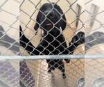 Small Labrador Retriever Mix