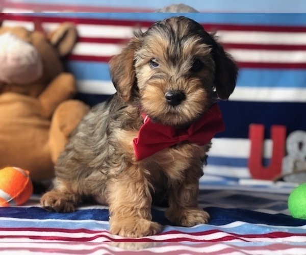 Medium Photo #6 YorkiePoo Puppy For Sale in CLAY, PA, USA