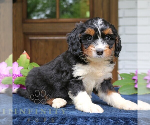 Medium Photo #3 Bernedoodle (Miniature) Puppy For Sale in NARVON, PA, USA