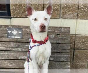 Mutt Dogs for adoption in Tulsa, OK, USA