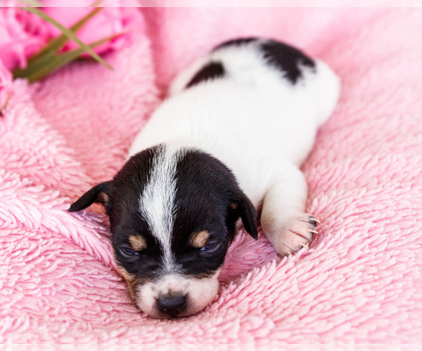 Medium Photo #3 Fox Terrier (Smooth)-Fox Terrier (Toy) Mix Puppy For Sale in WAKARUSA, IN, USA