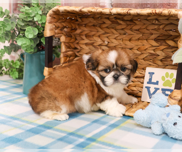 Medium Photo #5 Shih Tzu Puppy For Sale in SYRACUSE, IN, USA