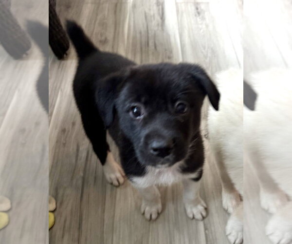 Medium Photo #1 Labrador Retriever-Unknown Mix Puppy For Sale in Royal Palm Beach, FL, USA