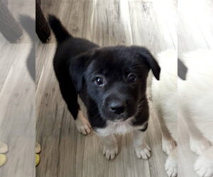 Labrador Retriever-Unknown Mix Dogs for adoption in Royal Palm Beach, FL, USA