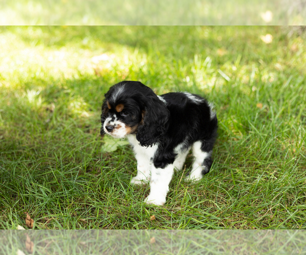 Medium Photo #2 Cocker Spaniel Puppy For Sale in NAPPANEE, IN, USA