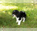 Small #1 Cocker Spaniel