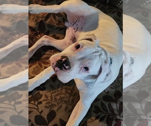 Boxer Puppy for sale in WINCHESTER, CA, USA