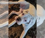 Small Boxer