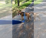 Small #12 American Staffordshire Terrier-Black Mouth Cur Mix