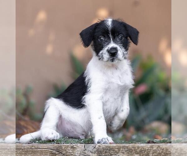 Medium Photo #4 Jack Russell Terrier-Unknown Mix Puppy For Sale in San Diego, CA, USA