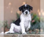 Small #3 Jack Russell Terrier Mix
