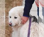 Small Photo #3 Great Pyrenees Puppy For Sale in Hamilton, MT, USA