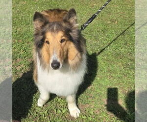 Collie Dogs for adoption in Dublin, OH, USA