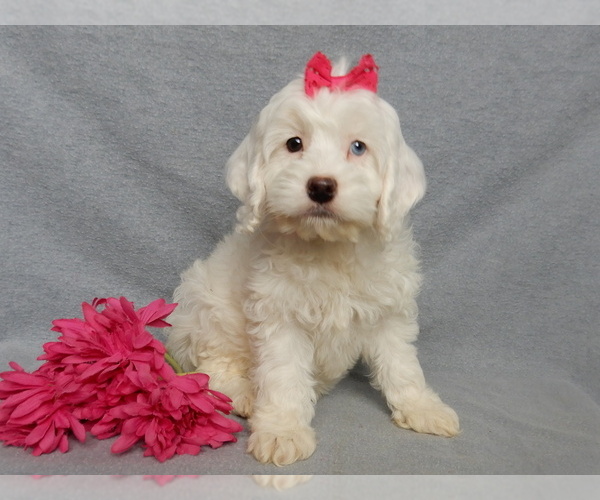 Medium Photo #1 Cockapoo (Miniature) Puppy For Sale in WOOSTER, OH, USA