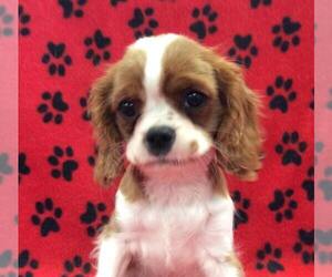 Cavalier King Charles Spaniel Puppy for sale in RUDOLPH, OH, USA