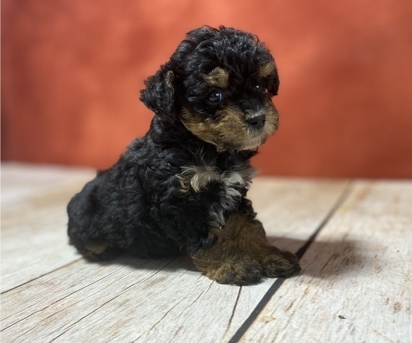 Medium Photo #2 Poodle (Toy) Puppy For Sale in GAY, GA, USA