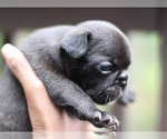 Small Photo #4 French Bulldog Puppy For Sale in LAWRENCEVILLE, GA, USA