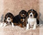 Small Photo #4 Beaglier Puppy For Sale in READING, PA, USA