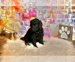 Small Photo #4 Goldendoodle Puppy For Sale in LAKE MARY, FL, USA