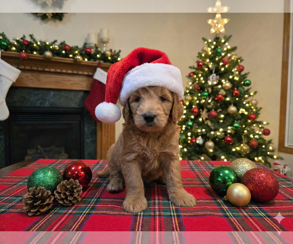 Medium Photo #1 Goldendoodle Puppy For Sale in DUBLIN, TX, USA