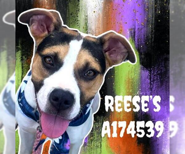 Medium Photo #3 American Pit Bull Terrier-Unknown Mix Puppy For Sale in Tulsa, OK, USA